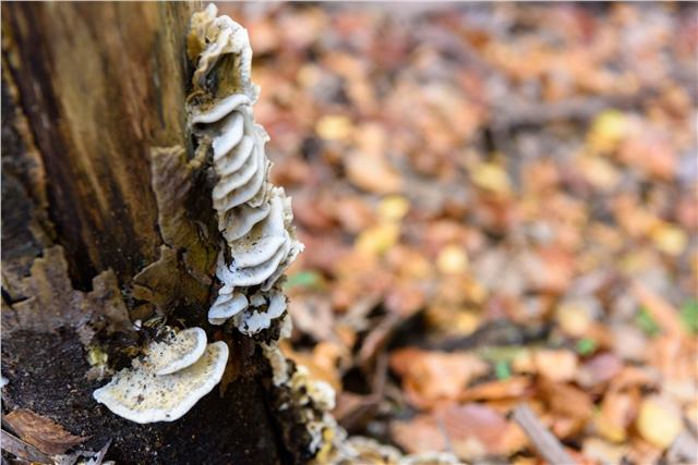 Wild chaga growing in the forest