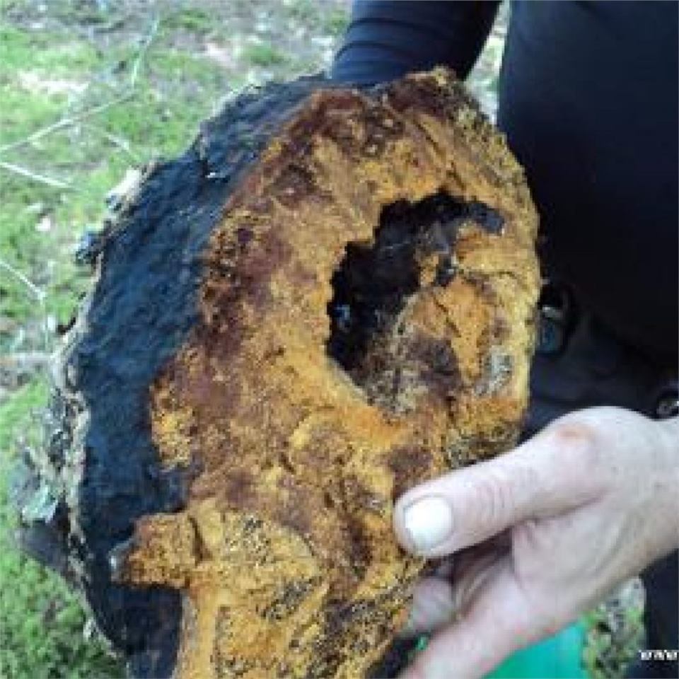 Wild Canadian Chaga Mushroom
