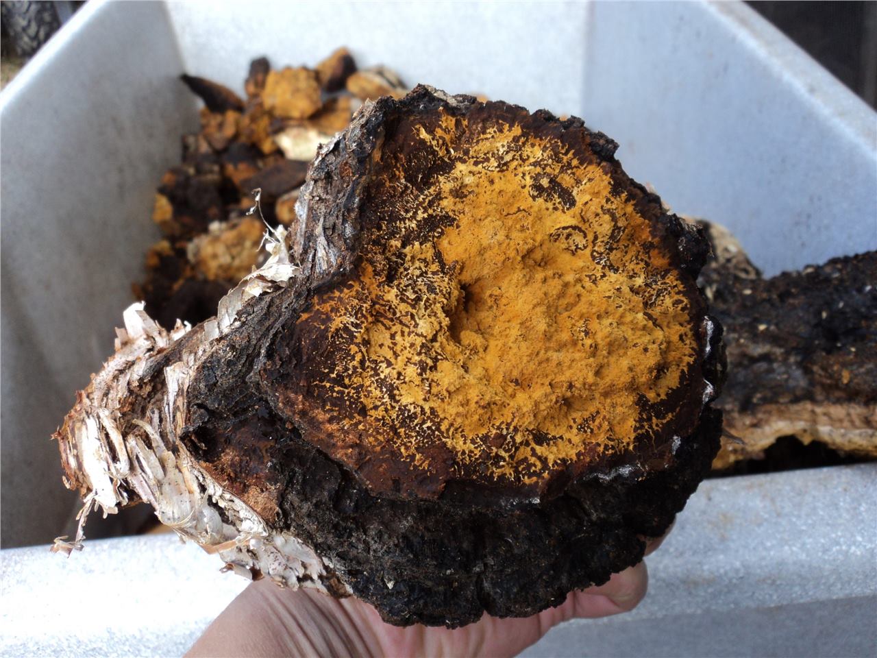 Wild Harvested Chaga