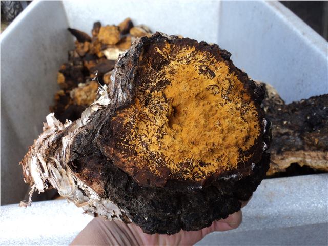 Wild Harvested Chaga