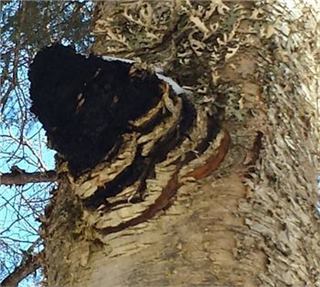 Unlocking the Power of Wild Canadian Chaga Mushroom