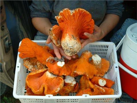 Lobster Mushroom