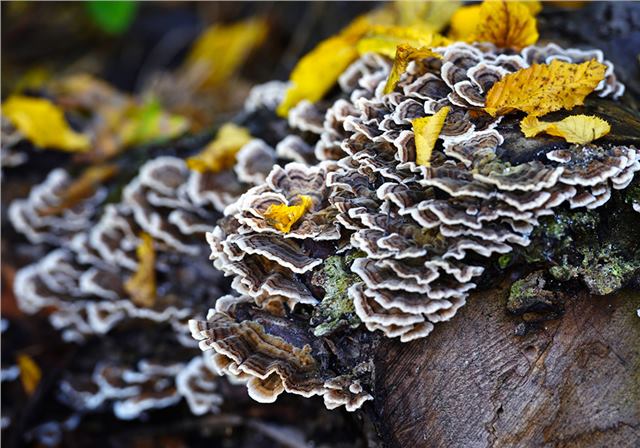 Wild Turkey Tail Mushrooms (Tremates Versicolor)