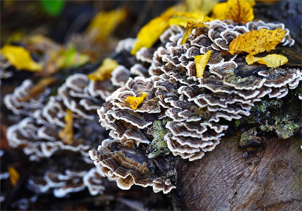 Wild Turkey Tail Mushrooms (Tremates Versicolor)