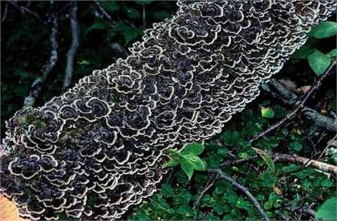 Factors Affecting Turkey Tail Mushroom Price