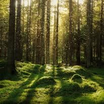Forest tea with botanicals