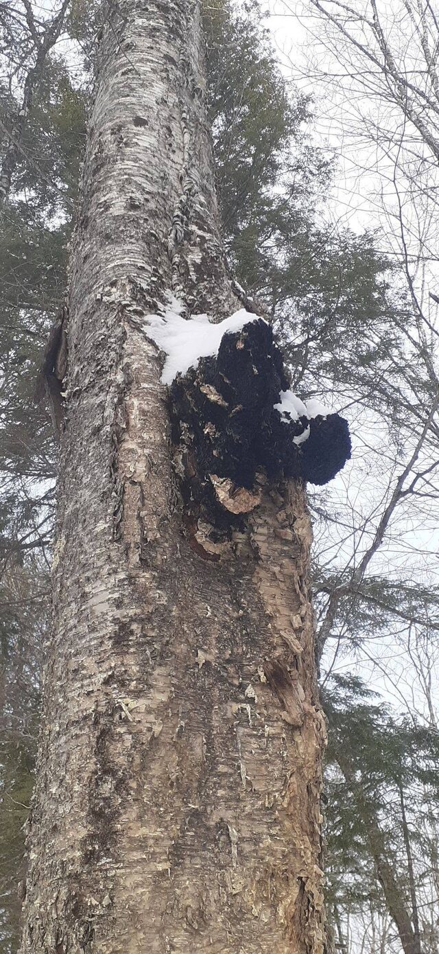 Harvesting Chaga Mushrooms