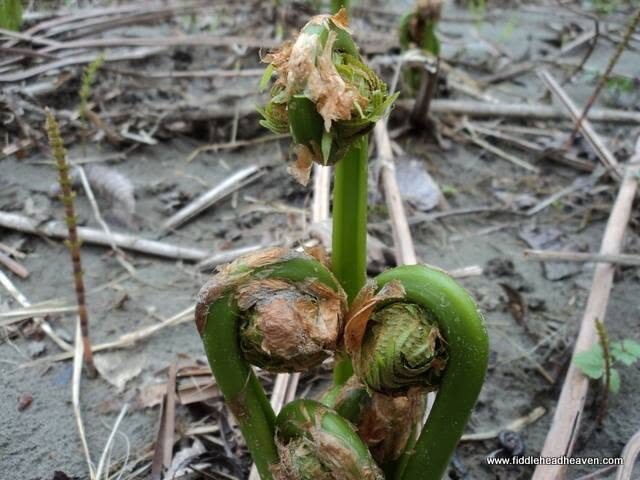 Fiddleheads & Spring Greens