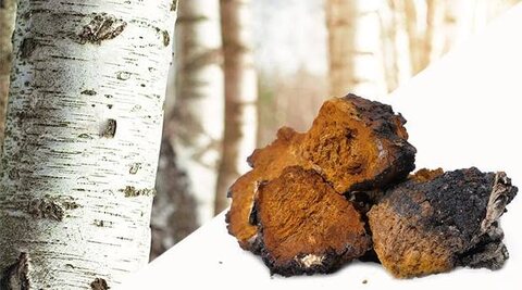 Ancient. Potent. Wild.