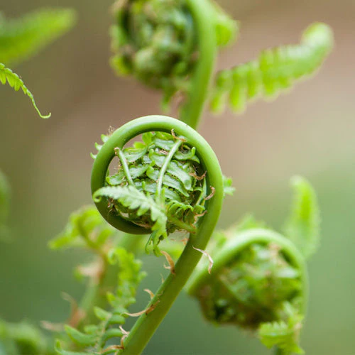 Fiddleheads