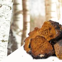 Health Benefits of Chaga Mushroom: Unleashing Its Power!