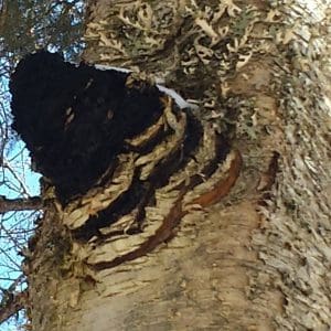 Wild chaga chunks ready for preparation