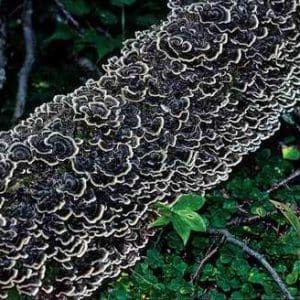 Turkey tail mushrooms growing on a log